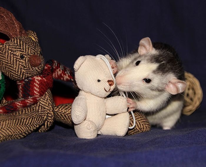 Крысы и их плюшевые любимцы