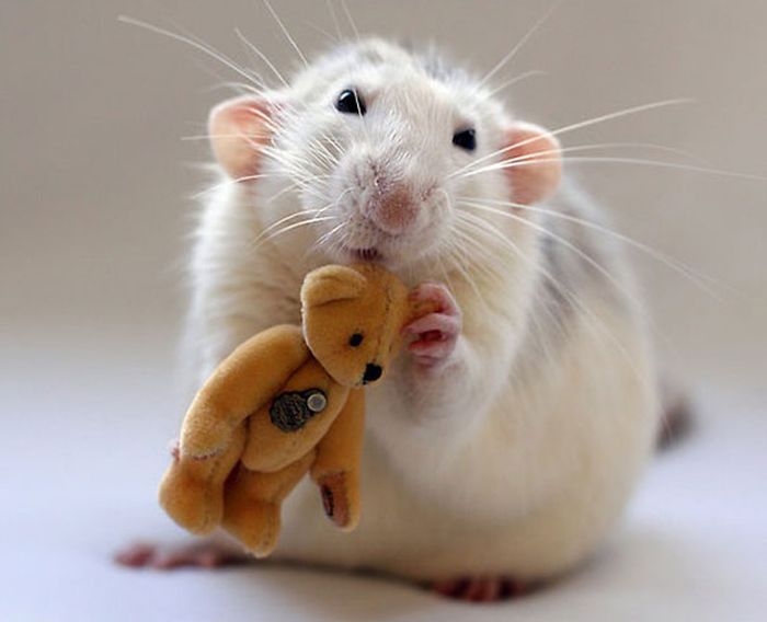 Крысы и их плюшевые любимцы