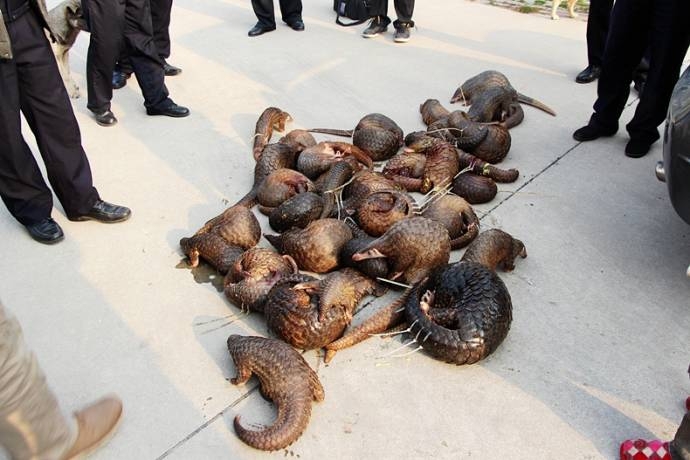 Китайская полиция спасла от браконьеров 39 редких панголинов  