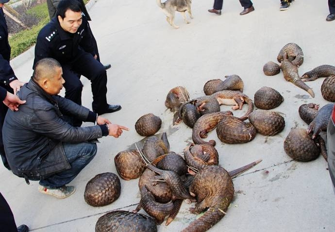 Китайская полиция спасла от браконьеров 39 редких панголинов  