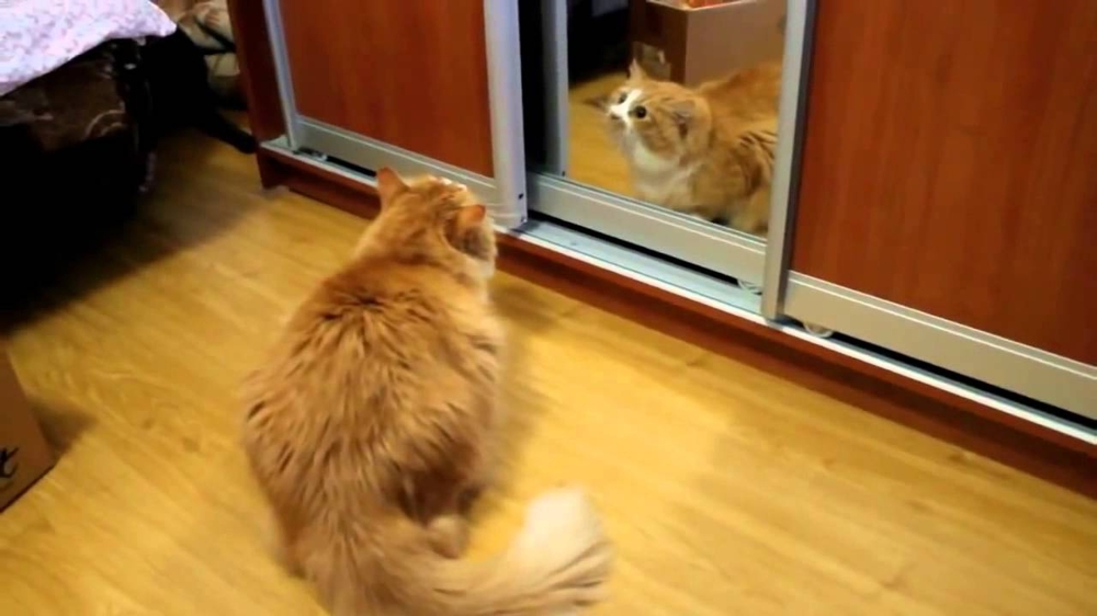 Кот разъярен на свое отражение! 