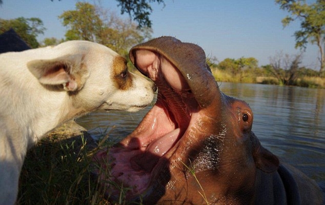 Дружба между гиппопотамом и собаками