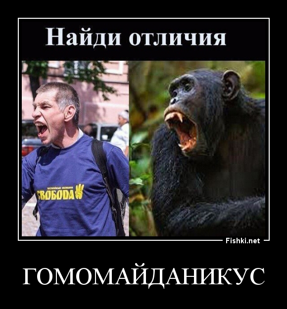 ГОмомайданикус