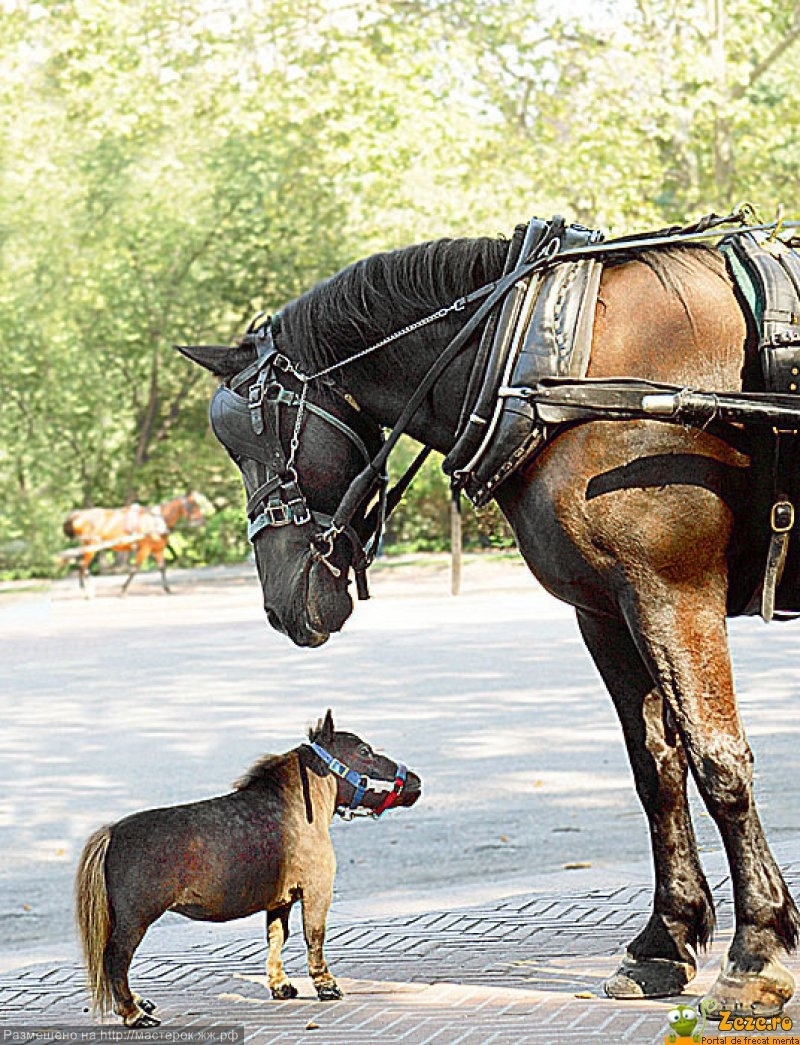  История лошади: от мезозойских собачек до самых быстрых 
