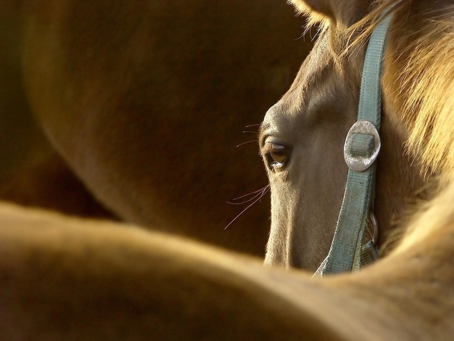  История лошади: от мезозойских собачек до самых быстрых 