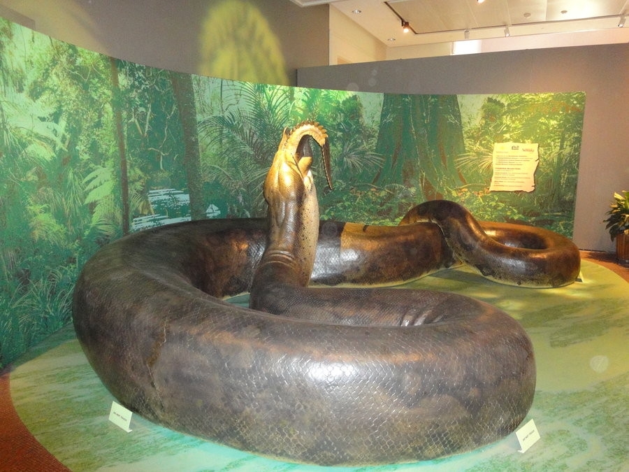 Гигантская змея титанабоа