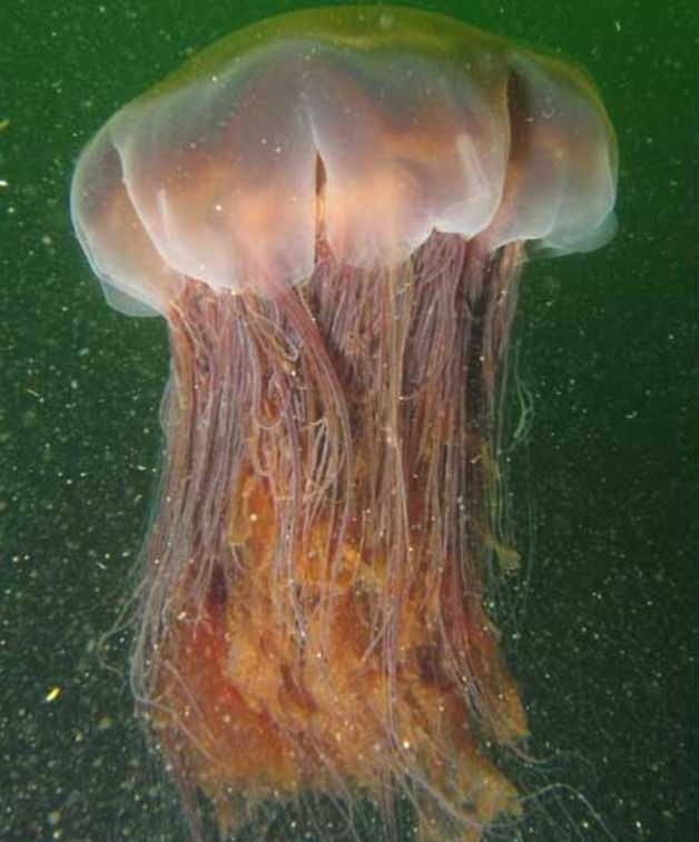 На берег Тасмании выбросило огромную медузу