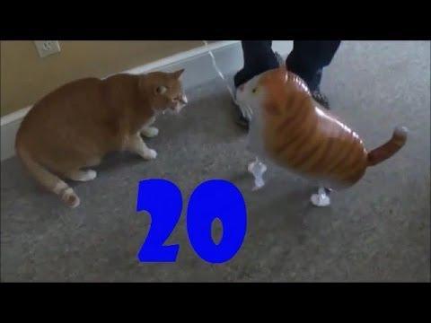 Смешные кошки. Выпуск #20 / Funny Cats Compilation #20 
