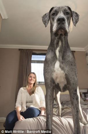  Самая высокая собака Великобритании