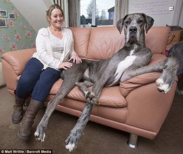  Самая высокая собака Великобритании