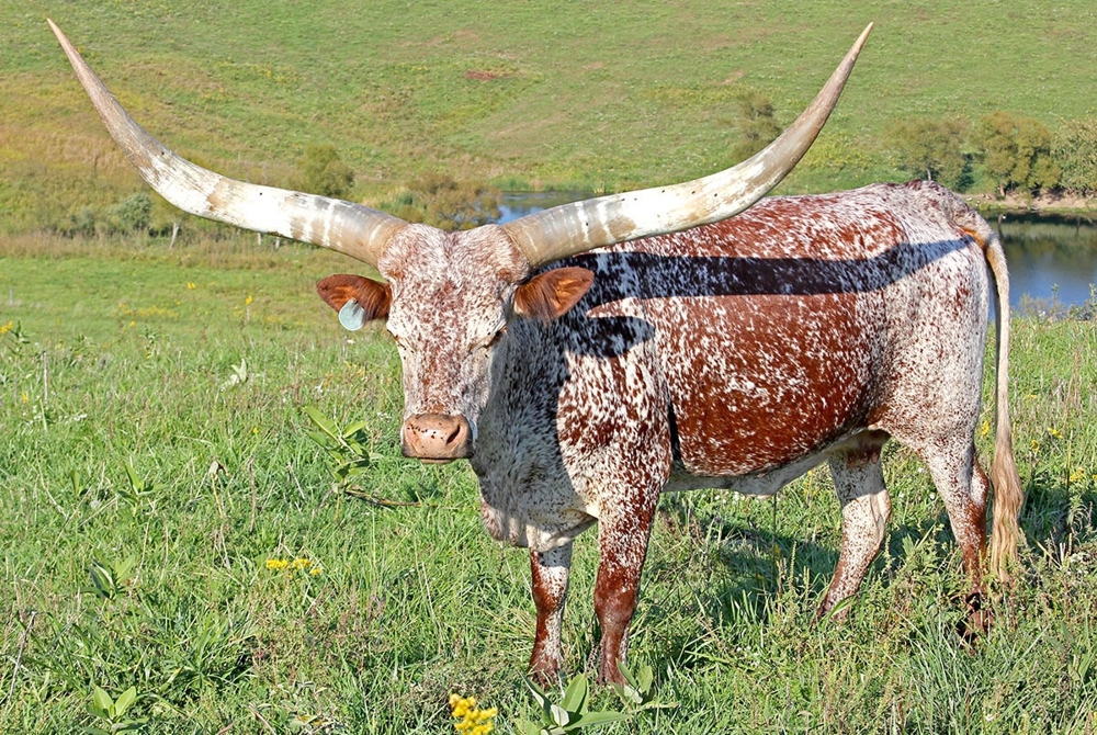 Самый рогатый бык в мире