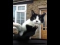 Кот на лобовом стекле машины!