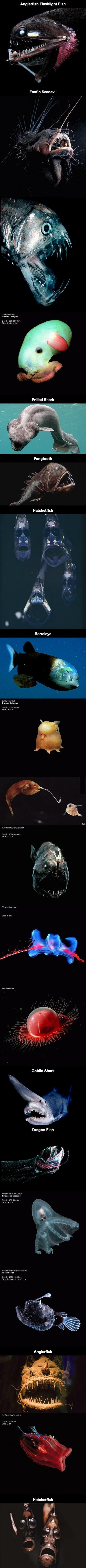 Существа живущие глубоко под водой в районе Марианской впадины. 