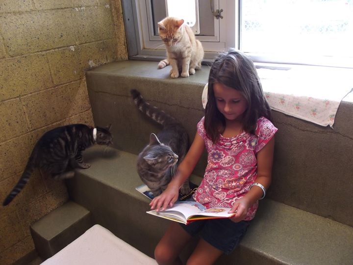 Дети, читающие кошкам