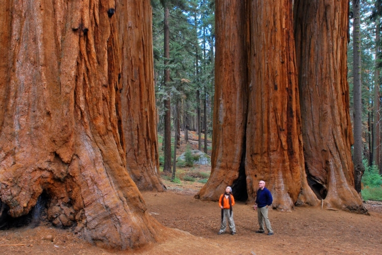 10 высочайших деревьев планеты