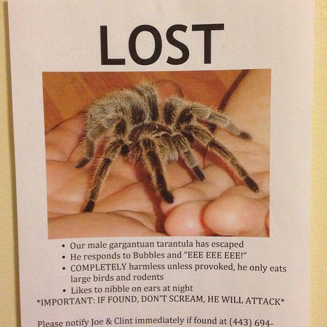 Потерялся паук!