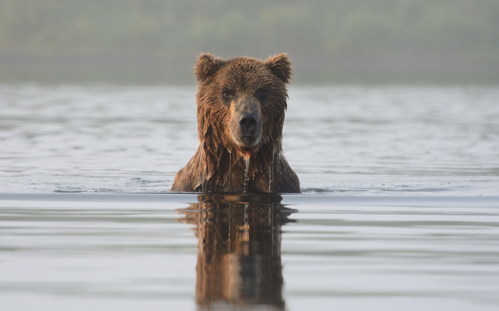 Дикая природа России от фотографа-натуралиста Игоря Шпиленка 