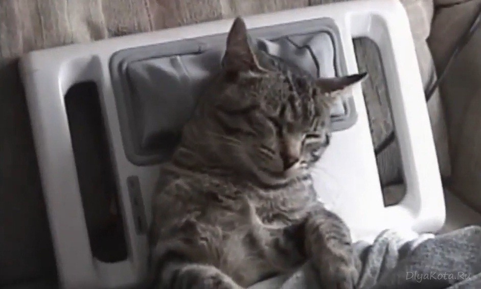Кот релаксирует в массажном кресле!