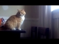 Котик очень сильно обленился!