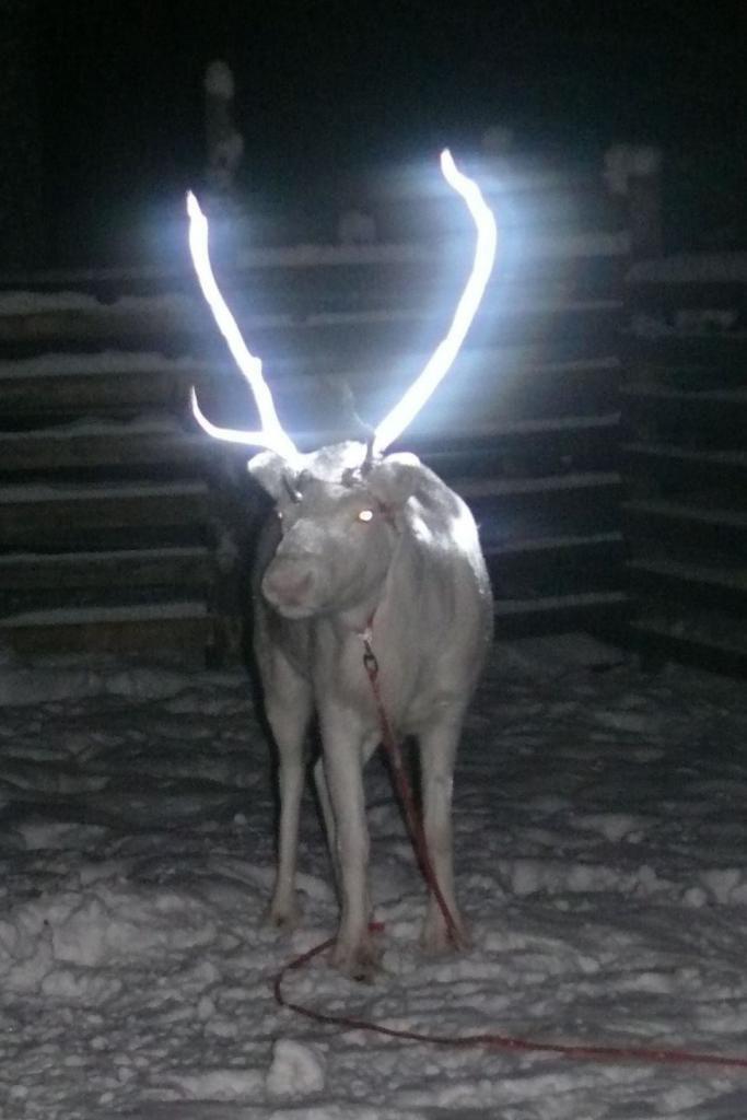  Финляндия. Светящиеся рога оленя