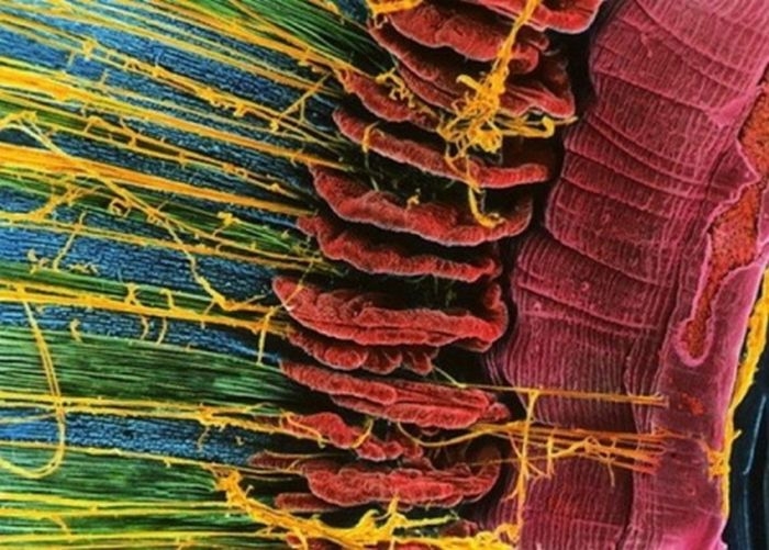 Как выглядит человеческое тело под микроскопом
