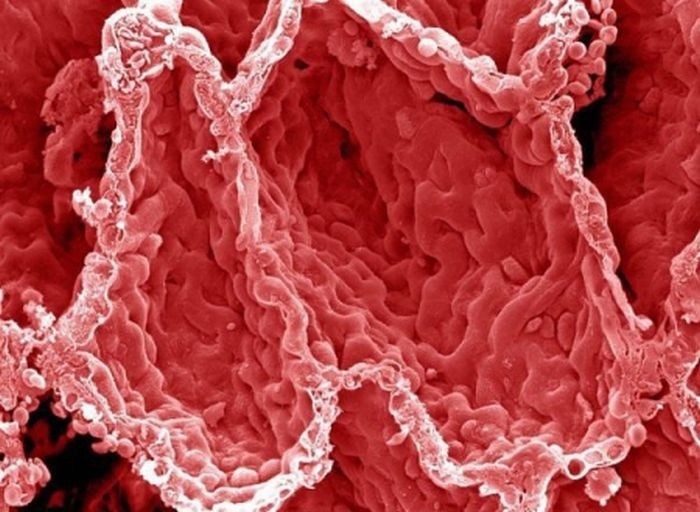 Как выглядит человеческое тело под микроскопом