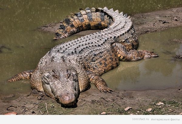 Самая массовая атака крокодилов