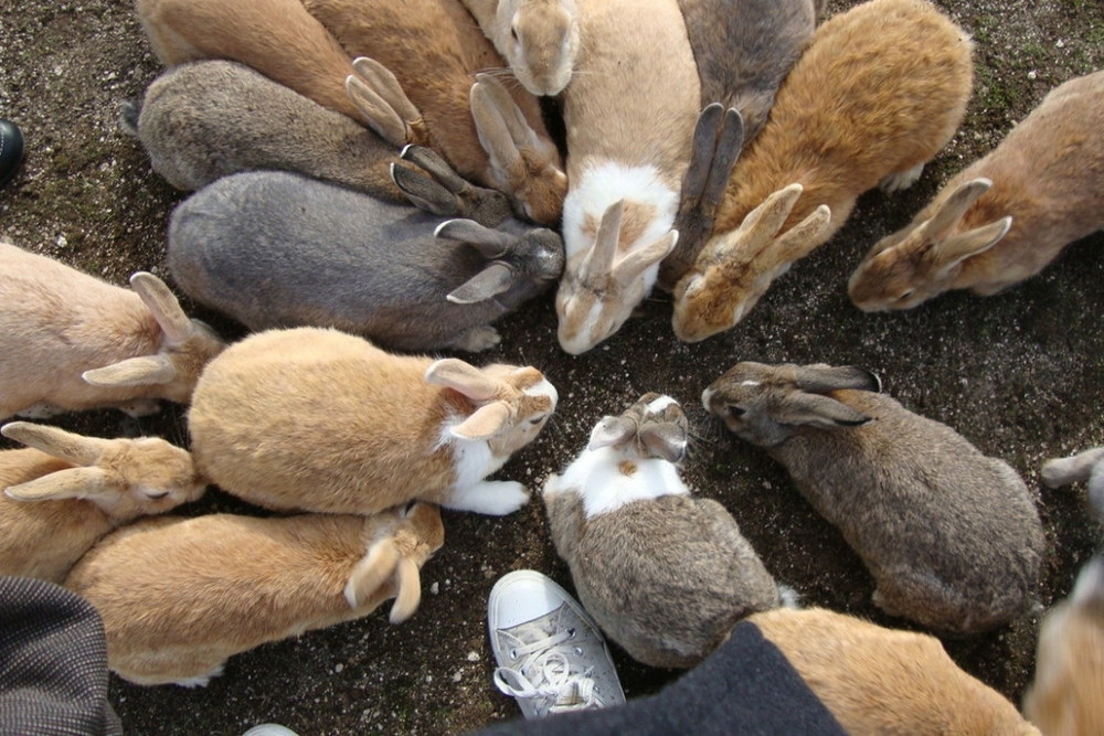 Остров кроликов в Японии