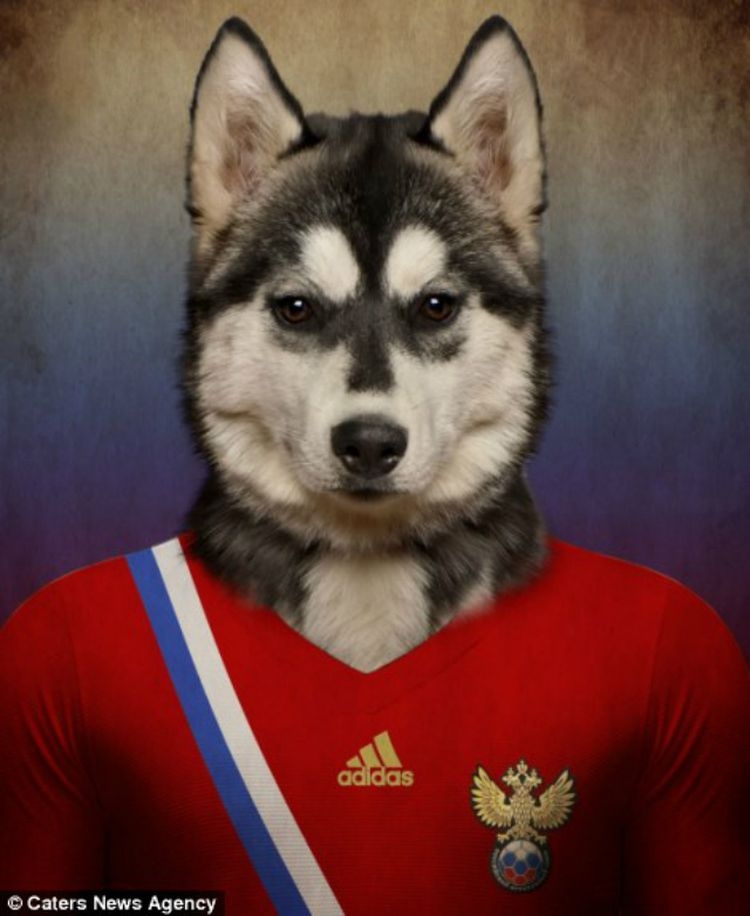 Собаки как игроки Чемпионата мира по футболу