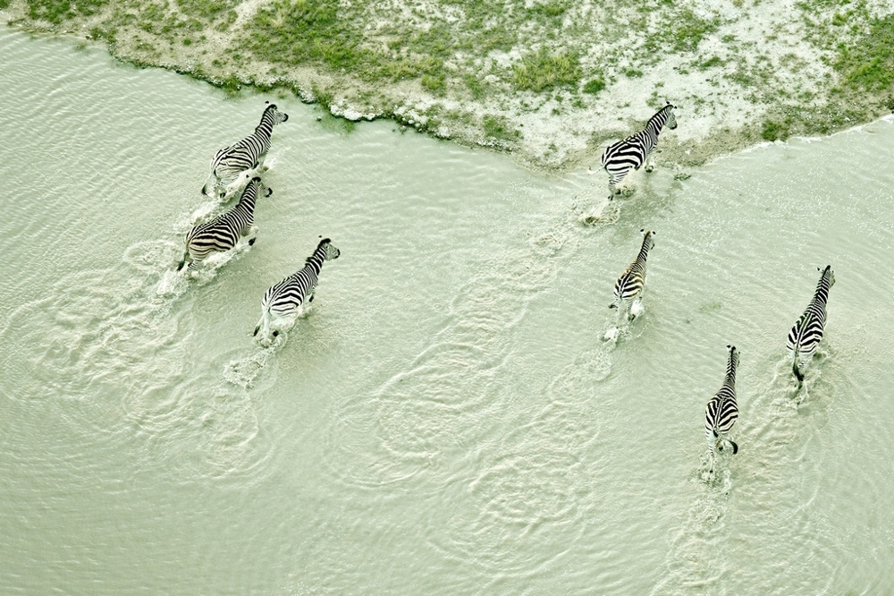 Фото дикой природы Ботсваны с воздуха от Зака Секлера