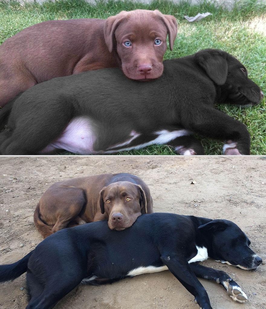 Наши  любимые животные: фото до  и после взросления