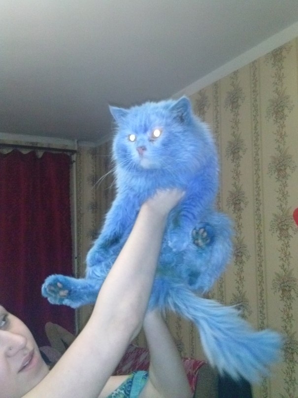 Найденный в Твери синий кот Аватар обрел дом и заботливых хозяев