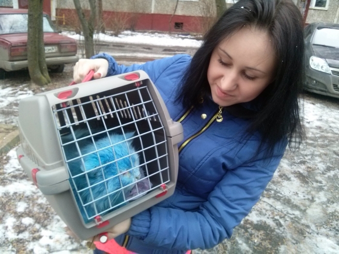 Найденный в Твери синий кот Аватар обрел дом и заботливых хозяев