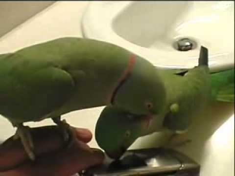 Попугаи ведут беседу друг с другом! 
