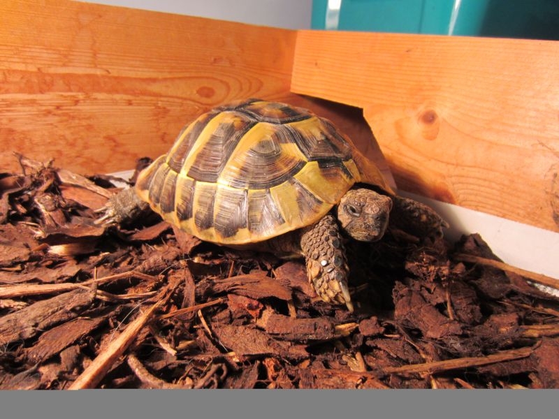 Как правильно замораживать спящую черепаху