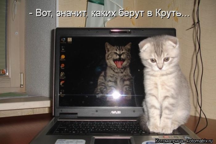 Котоматрицы - лучшее собрание!