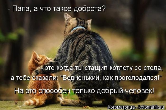 Котоматрицы - лучшее собрание!