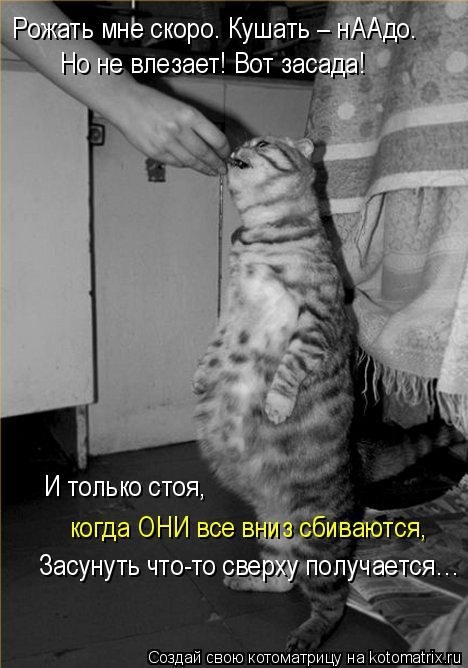 Котоматрицы - лучшее собрание!