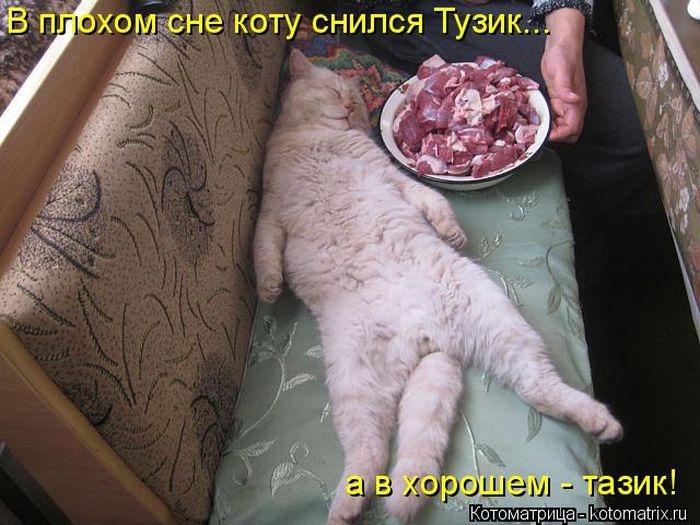 Котоматрицы - лучшее собрание!