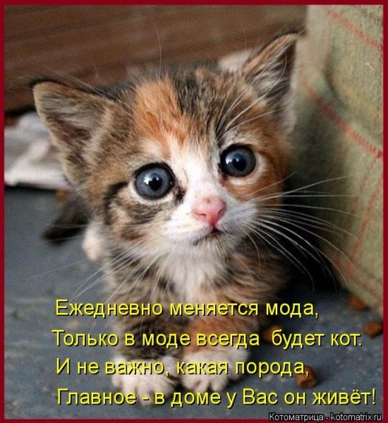 Котоматрицы - лучшее собрание!