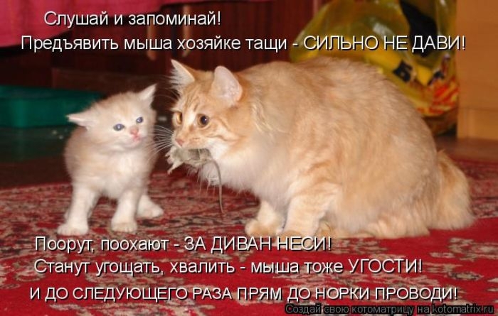 Котоматрицы - лучшее собрание!