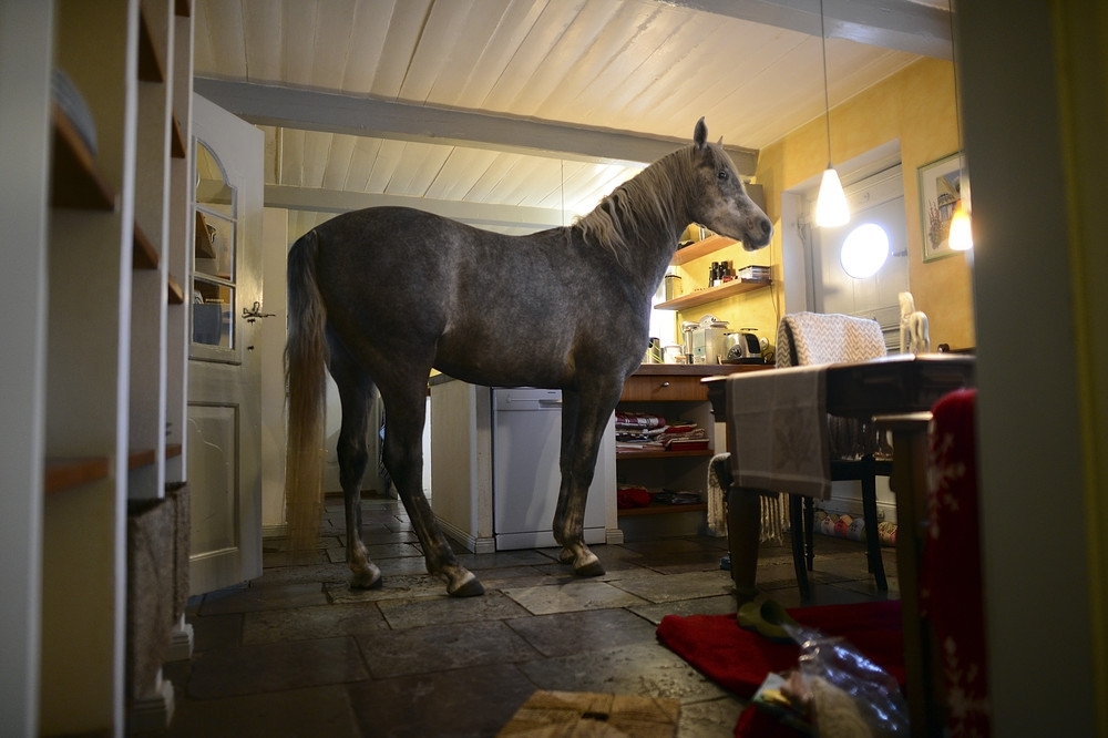 Лошадь в доме 