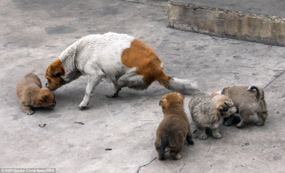 Двуногая бродячая собака родила и кормит четырех щенят