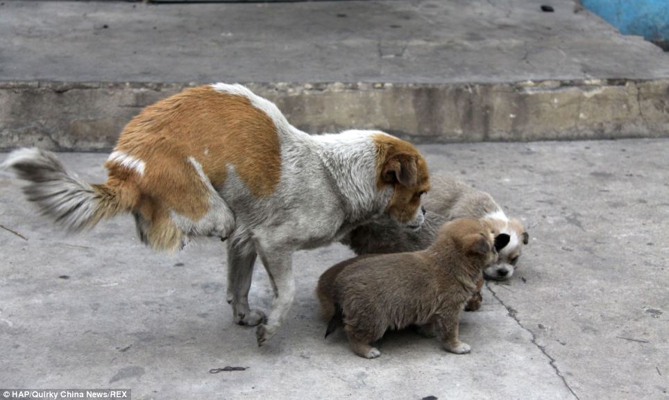 Двуногая бродячая собака родила и кормит четырех щенят