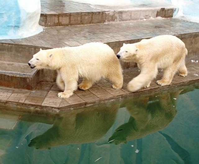В зоопарке Новосибирска появился на свет медвежонок