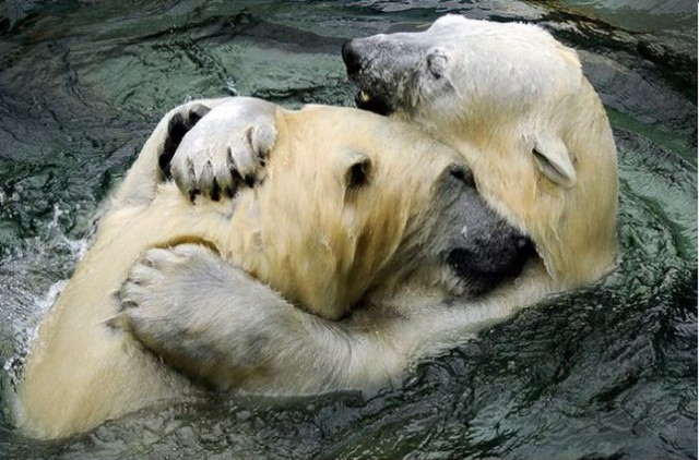 В зоопарке Новосибирска появился на свет медвежонок