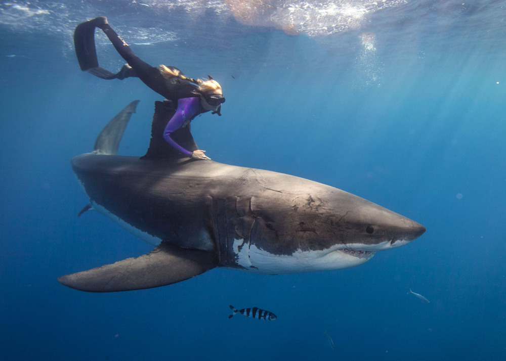 Защитница прав животных Оушен Рамси плавает с акулами у берегов Нижней Калифорнии в Мексике