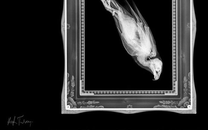Рентгеновские снимки  животных и птиц от Арье Вант Рита
