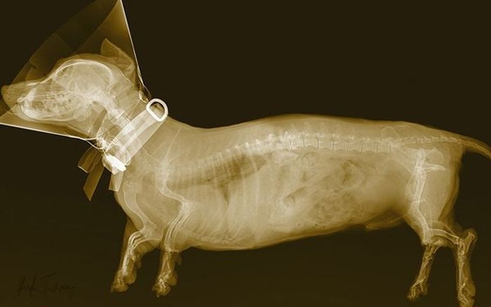 Рентгеновские снимки  животных и птиц от Арье Вант Рита