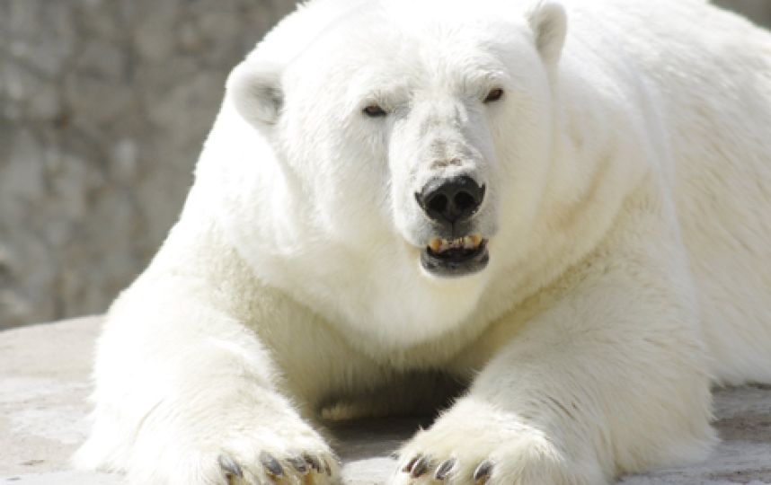 11 любопытных фактов о белых медведях